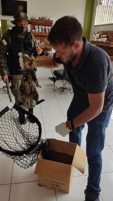 Guarda Metropolitana Ambiental de Palmas resgata felino em trabalho de parto