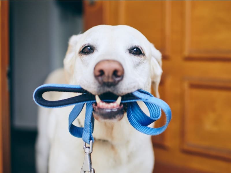 A importância da coleira em cães na hora do passeio