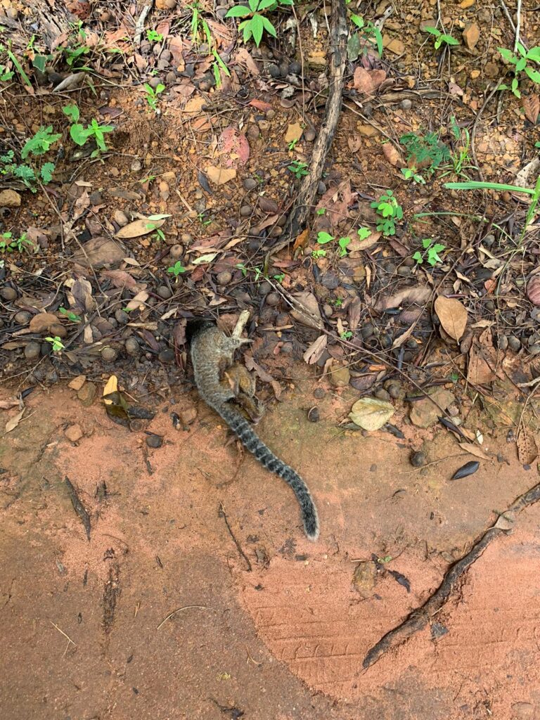 Morte de macacos em área rural de Palmas é alerta para circulação do vírus da febre amarela