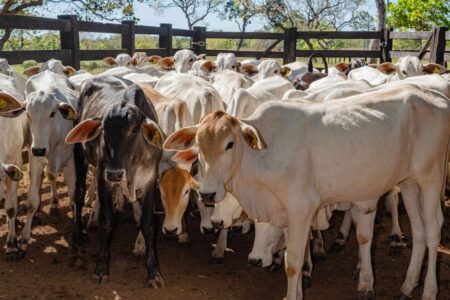 TOCANTINS VACINA O MAIOR NÚMERO DE BEZERRAS ENTRE 3 E 8 MESES CONTRA A BRUCELOSE