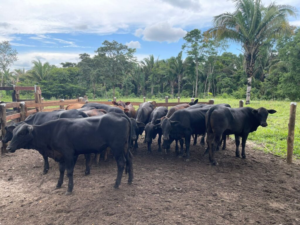 DEZENAS DE GADOS SÃO FURTADOS NO TOCANTINS; CINCO PESSOAS FORAM INDICIADAS SUSPEITAS DO CRIME