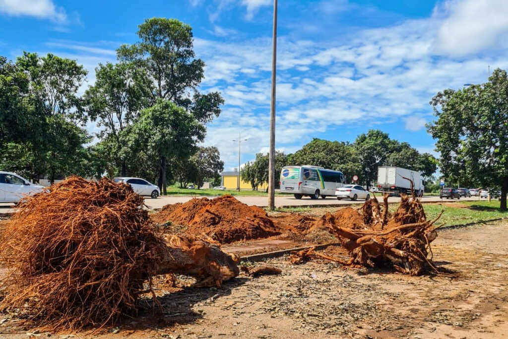PREFEITURA DE PALMAS MULTA EMPRESA POR CORTE INDEVIDO DE ÁRVORES NA ÁREA CENTRAL DA CIDADE