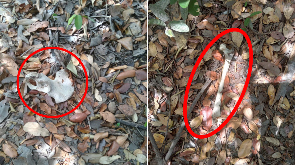 OSSADA HUMANA É ENCONTRADA NO INTERIOR DA ILHA DO BANANAL