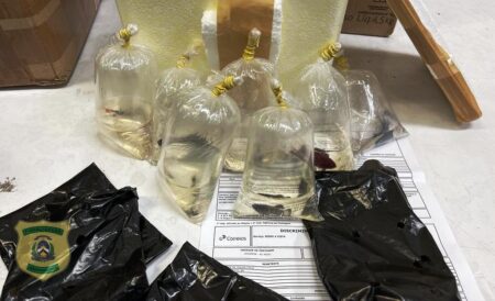 FISCALIZAÇÃO AMBIENTAL ATENDE DENÚNCIA DE REMESSA POSTAL DE PEIXES ORNAMENTAIS