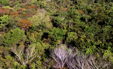 GOVERNO DO TOCANTINS PUBLICA PORTARIA COM FOCO EM COMBATER O DESMATAMENTO ILEGAL