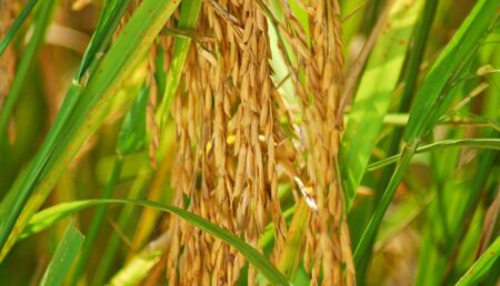 GOVERNO DO TOCANTINS VAI INVESTIR MAIS DE R$ 600 MIL EM TREINAMENTO E CAPACITAÇÃO DE TÉCNICOS DO RURALTINS PARA AMPLIAR O CRÉDITO RURAL