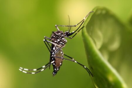 TOCANTINS ENCERRA 2023 COM QUEDA DE 85% NOS CASOS DE DENGUE, EM RELAÇÃO AO ANO PASSADO