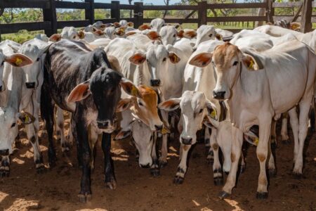 TOCANTINS ATINGE ÍNDICE DE 90,80% NA VACINAÇÃO CONTRA BRUCELOSE NO SEGUNDO SEMESTRE