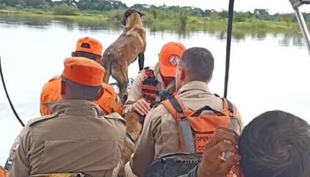 CÃO FAREJADOR DO CORPO DE BOMBEIROS MILITAR REACENDE ESPERANÇA NA BUSCA POR MENINO INDÍGENA BRUNO KARAJÁ