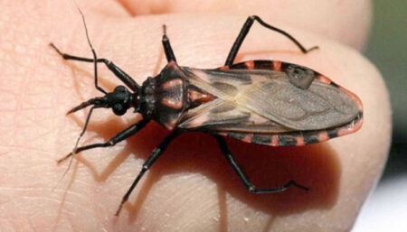 SES-TO ALERTA A POPULAÇÃO PARA A PREVENÇÃO E COMBATE À DOENÇA DE CHAGAS