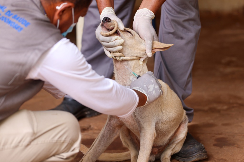 JARDIM TAQUARI RECEBERÁ ENCOLEIRAMENTO GRATUITO DE CÃES E TESTAGEM DE CALAZAR NO SÁBADO, 13