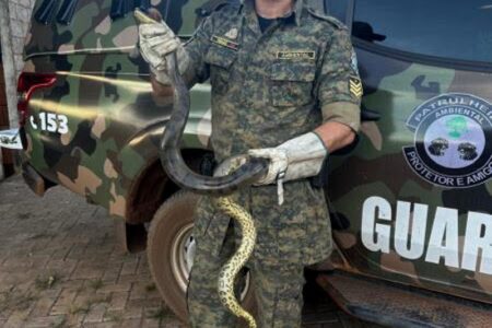 GUARDA METROPOLITANA AMBIENTAL RECOLHE COBRA SUCURI EM RESIDÊNCIA NA REGIÃO SUL DE PALMAS