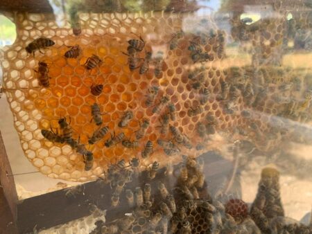 TOCANTINS APRESENTA TECNOLOGIA DE PRODUÇÃO DE ABELHAS NA FEIRA DA COLHEITA EM SAMPAIO