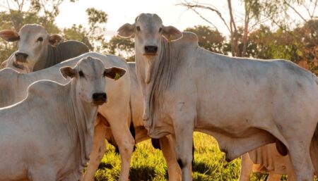 GOVERNO DO TOCANTINS GARANTE DESENVOLVIMENTO NA DEFESA AGROPECUÁRIA COM INVESTIMENTOS DE MAIS DE R$ 4,7 MILHÕES