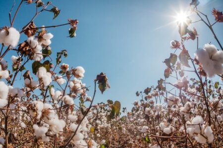 COM CRESCIMENTO DE 37% NA ÁREA DE CULTIVO DE ALGODÃO, TOCANTINS INICIA PERÍODO DE VAZIO SANITÁRIO DIA 20 DE SETEMBRO