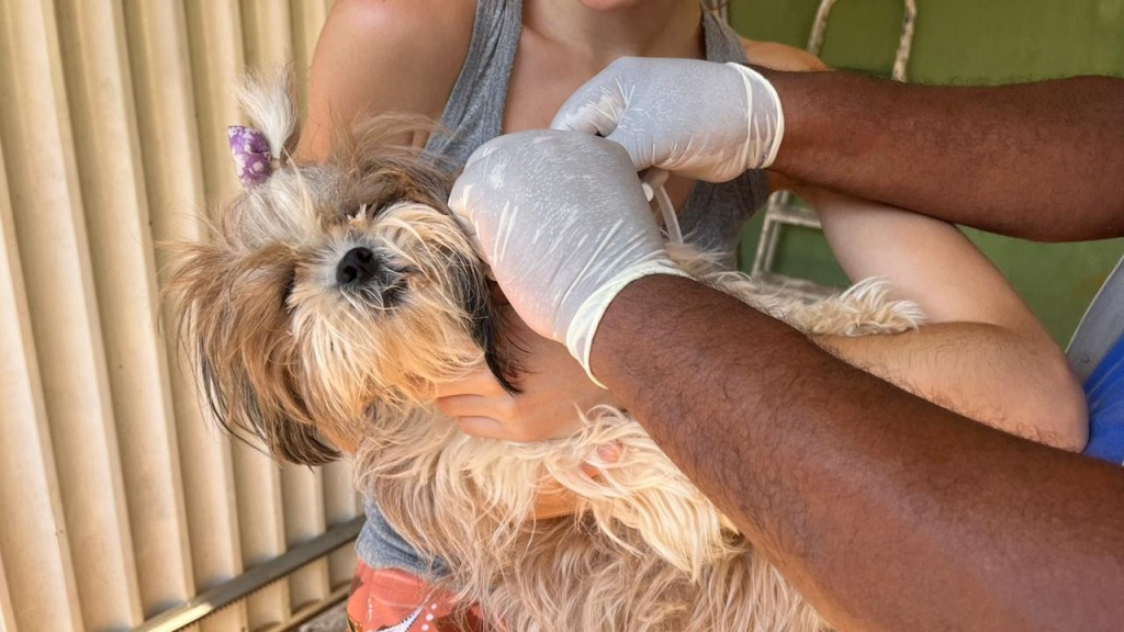 TROCA DE COLEIRAS EM CÃES É REALIZADA NA REGIÃO NORTE DE PALMAS