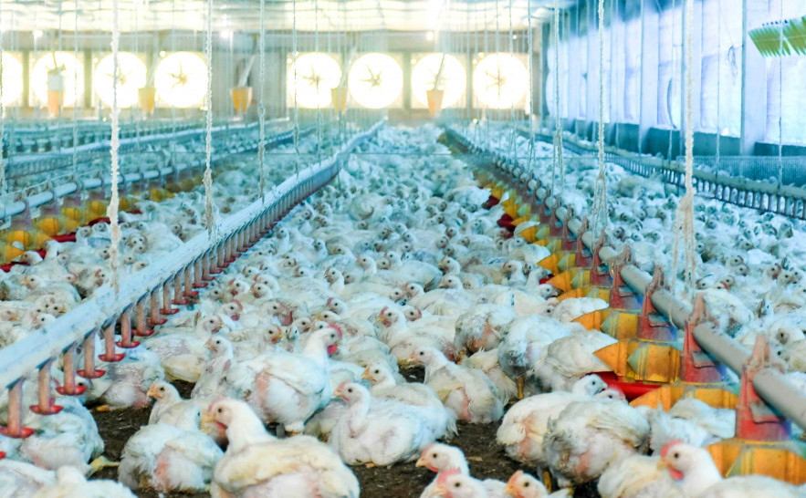 TOCANTINS DESCARTA CASO DE GRIPE AVIÁRIA DE ALTA PATOGENICIDADE EM AVES COMERCIAIS APÓS INVESTIGAÇÃO DO MAPA