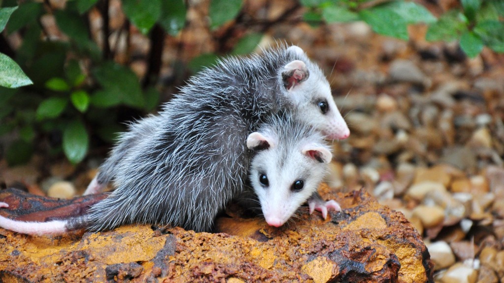 MUCURAS INVADEM ÁREAS URBANAS DE PALMAS EM BUSCA DE ALIMENTO E ABRIGO