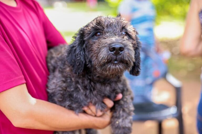 MUTIRÃO EM PALMAS DISTRIBUI COLEIRAS CONTRA CALAZAR E REFORÇA PROTEÇÃO DOS CÃES NESTE SÁBADO