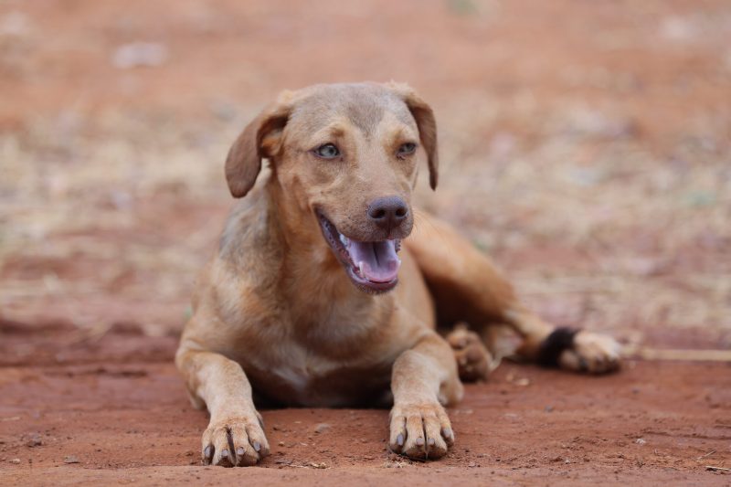 MUTIRÃO DE CASTRAÇÃO ANIMAL PASSA A ATENDER NA ARNO 42 ATÉ SÁBADO, 20