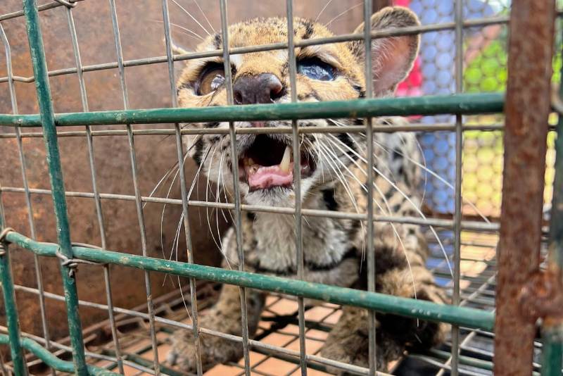 JAGUATIRICA FERIDA É RESGATADA PELA GUARDA METROPOLITANA DE PALMAS